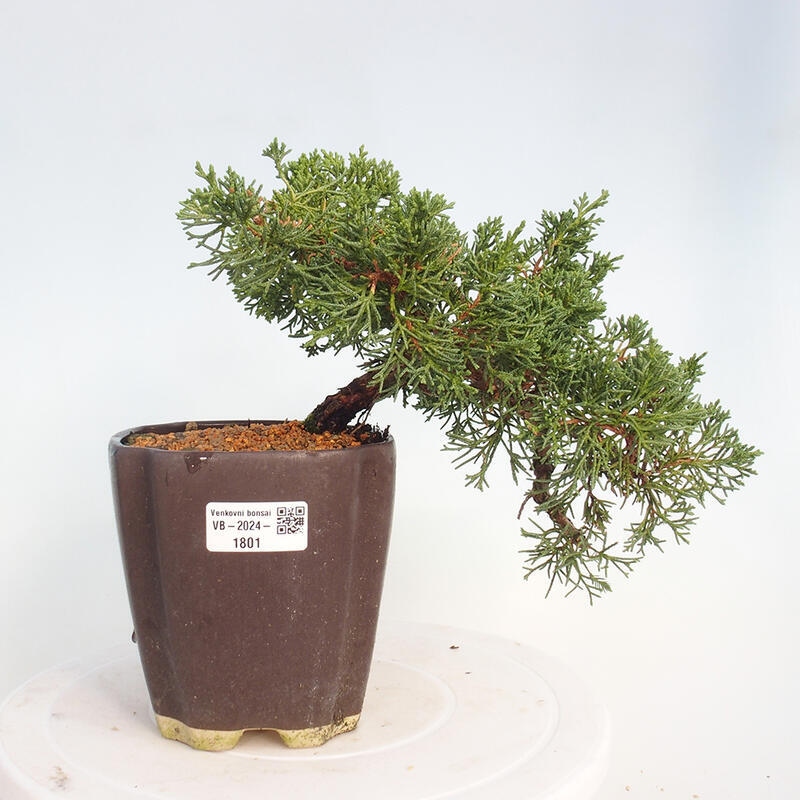 Outdoor bonsai - Juniperus chinensis Kishu - Chinese juniper