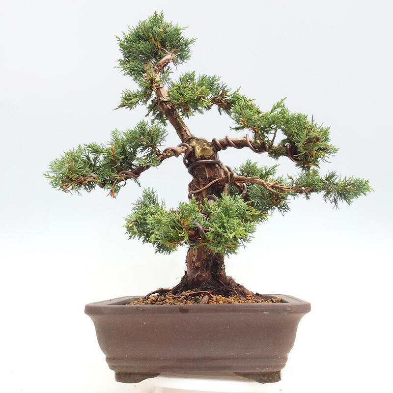 Outdoor bonsai - Juniperus chinensis Kishu - Chinese juniper