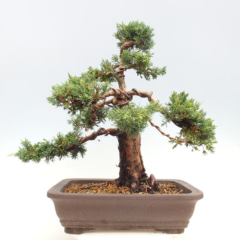 Outdoor bonsai - Juniperus chinensis Kishu - Chinese juniper