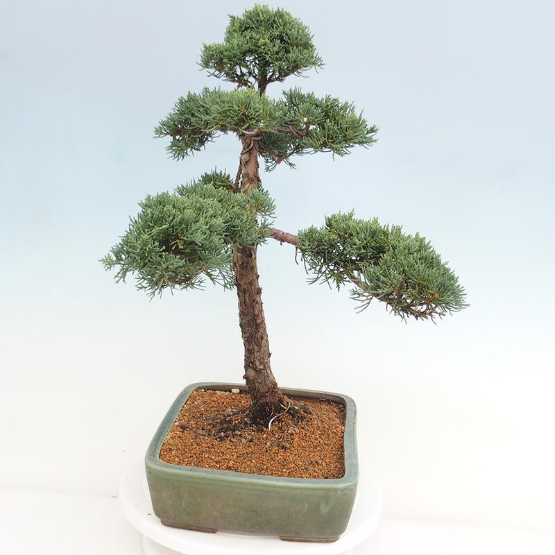 Outdoor bonsai - Juniperus chinensis Kishu - Chinese juniper