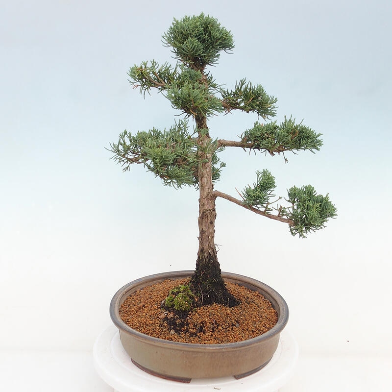 Outdoor bonsai - Juniperus chinensis Kishu - Chinese juniper