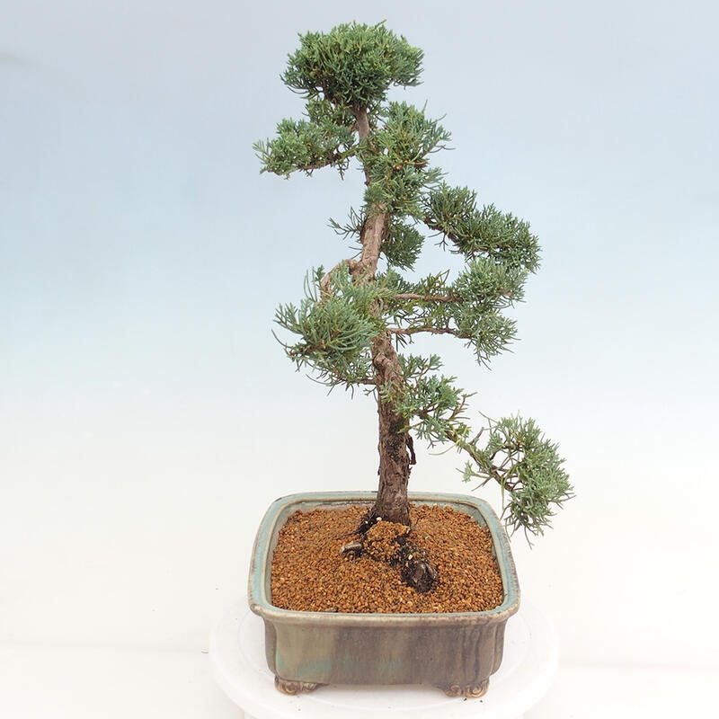 Outdoor bonsai - Juniperus chinensis Kishu - Chinese juniper