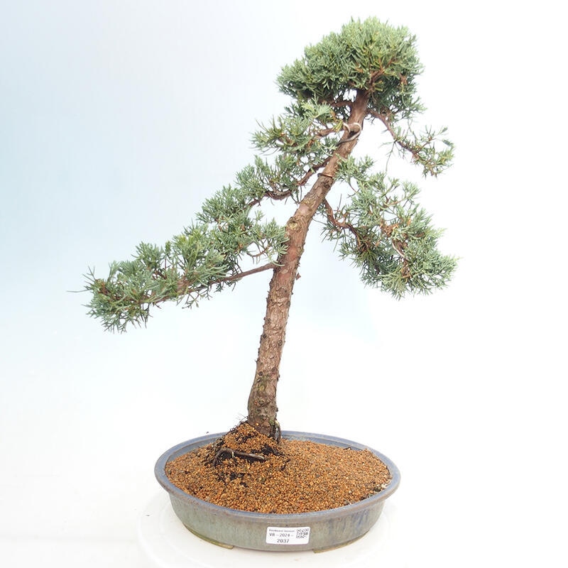 Outdoor bonsai - Juniperus chinensis Kishu - Chinese juniper