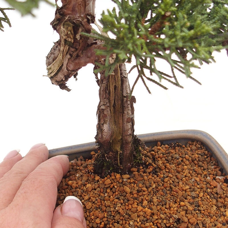 Outdoor bonsai - Juniperus chinensis Kishu - Chinese juniper