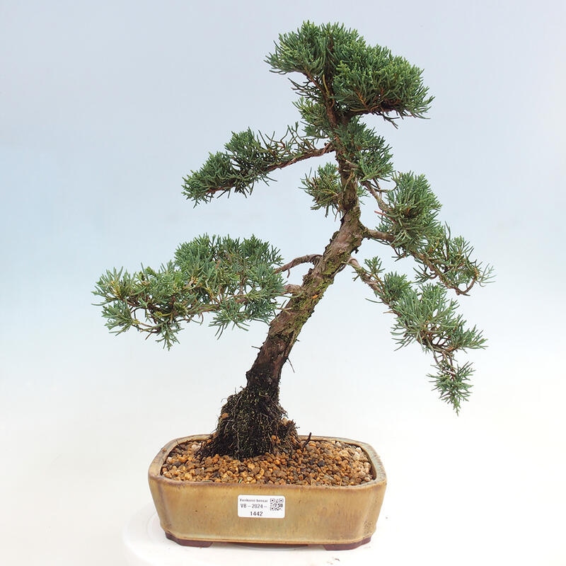 Outdoor bonsai - Juniperus chinensis Kishu - Chinese juniper