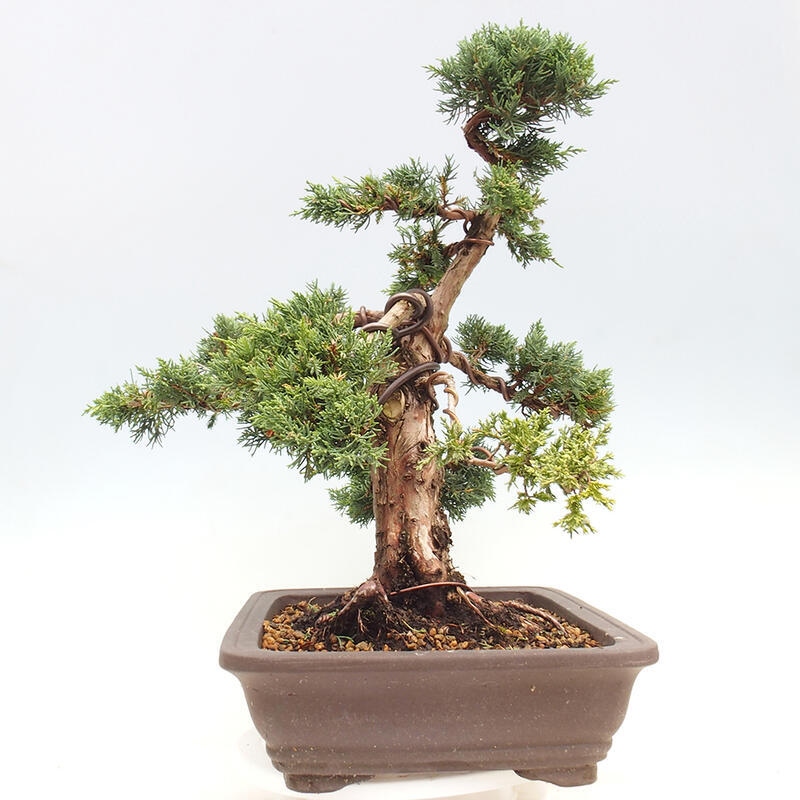 Outdoor bonsai - Juniperus chinensis Kishu - Chinese juniper