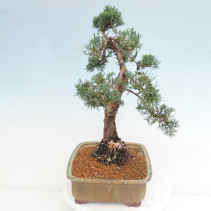 Outdoor bonsai - Juniperus chinensis Kishu - Chinese juniper