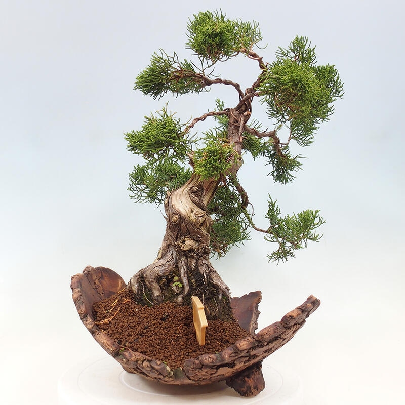 Outdoor bonsai - Juniperus chinensis Kishu - Chinese Juniper