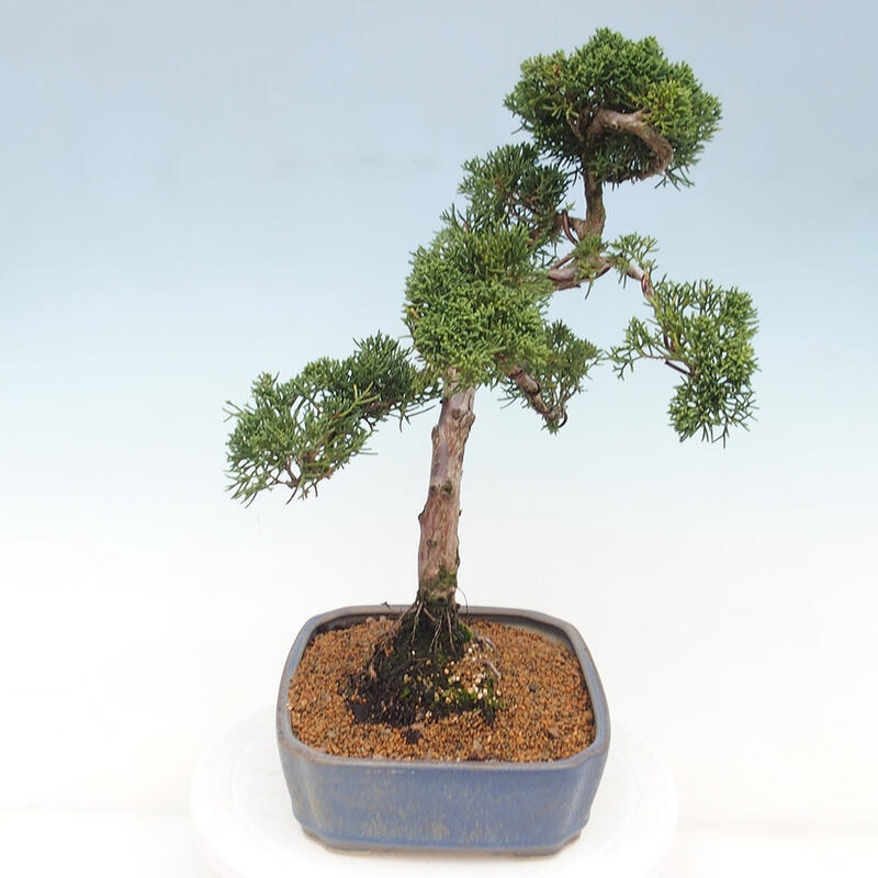 Outdoor bonsai - Juniperus chinensis Kishu - Chinese juniper