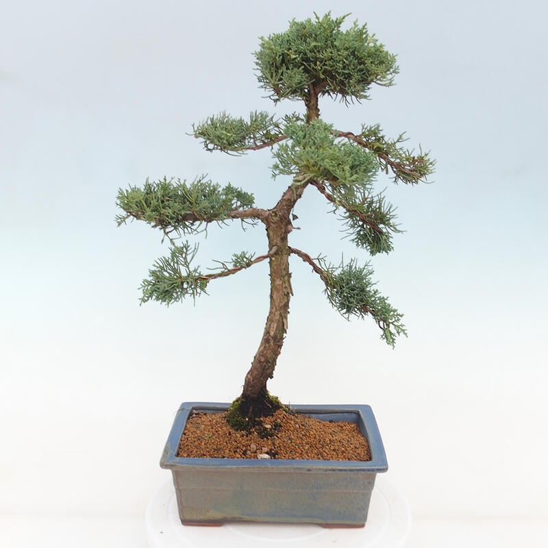 Outdoor bonsai - Juniperus chinensis Kishu - Chinese juniper