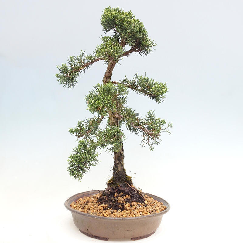 Outdoor bonsai - Juniperus chinensis Kishu - Chinese juniper