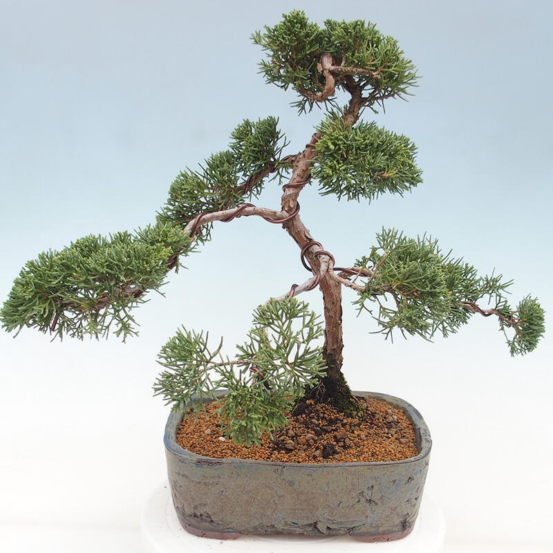 Outdoor bonsai - Juniperus chinensis Kishu - Chinese juniper