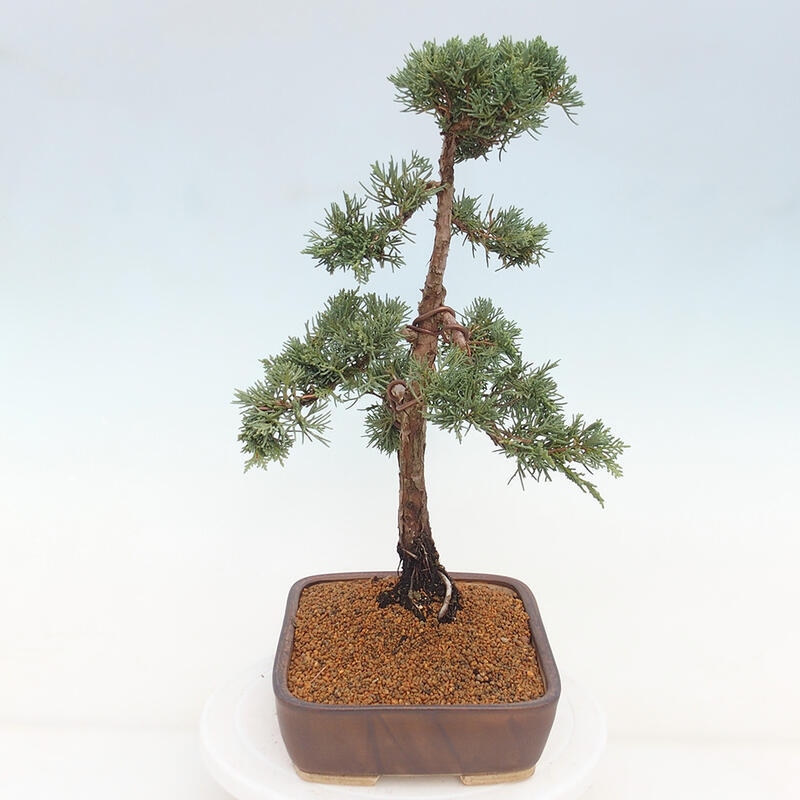 Outdoor bonsai - Juniperus chinensis Kishu - Chinese juniper