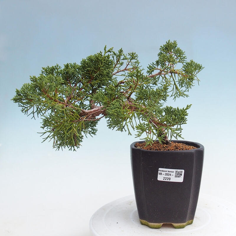 Outdoor bonsai - Juniperus chinensis Kishu - Chinese juniper