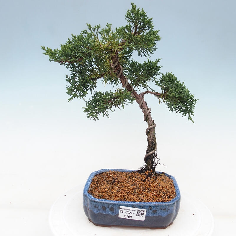 Outdoor bonsai - Juniperus chinensis Kishu - Chinese Juniper