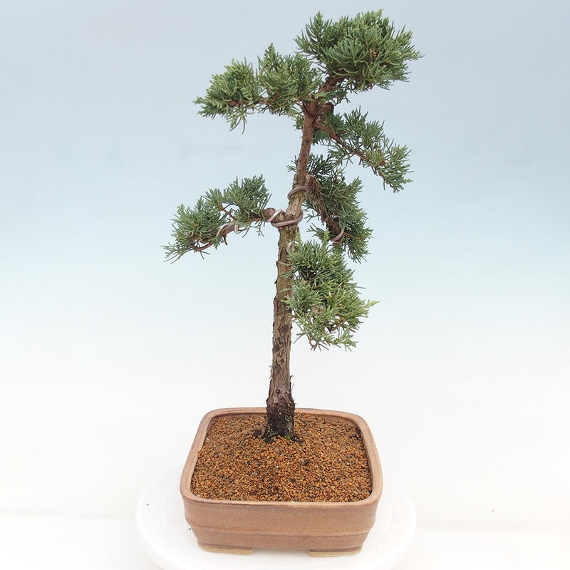 Outdoor bonsai - Juniperus chinensis Kishu - Chinese juniper