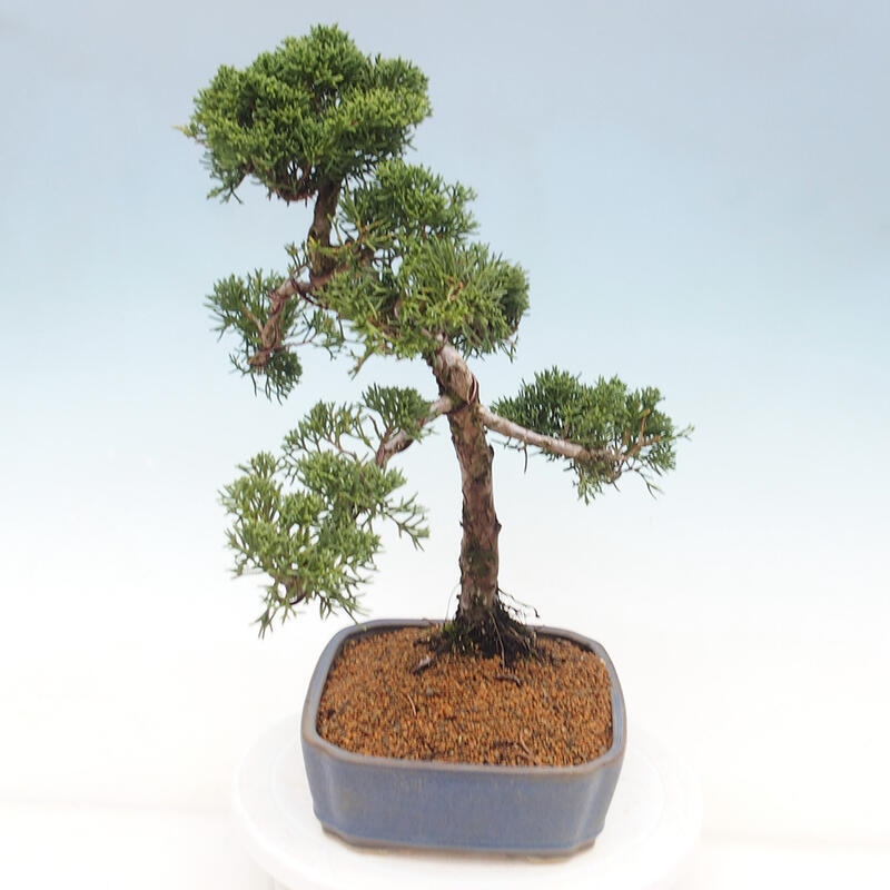 Outdoor bonsai - Juniperus chinensis Kishu - Chinese juniper