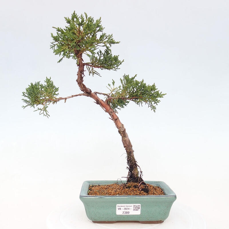 Outdoor bonsai - Juniperus chinensis Kishu - Chinese Juniper