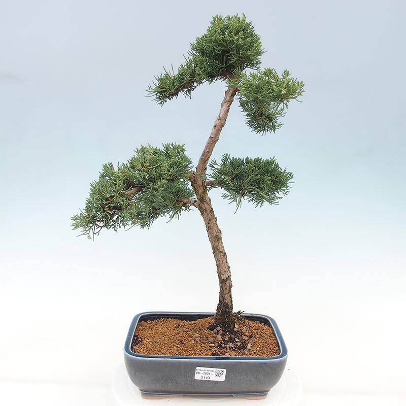 Outdoor bonsai - Juniperus chinensis Kishu - Chinese juniper