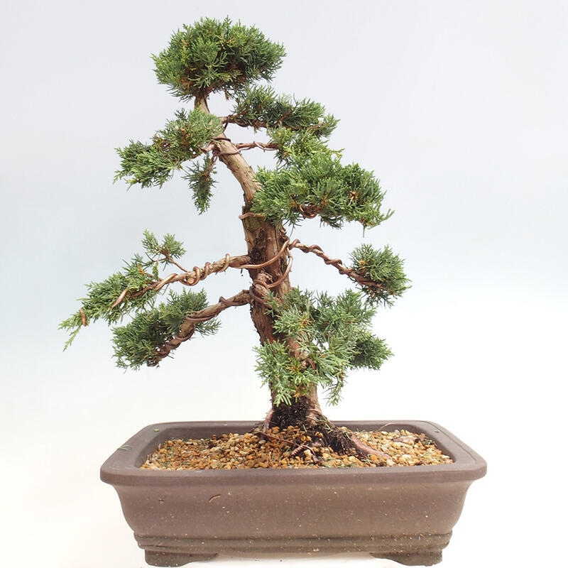 Outdoor bonsai - Juniperus chinensis Kishu - Chinese juniper