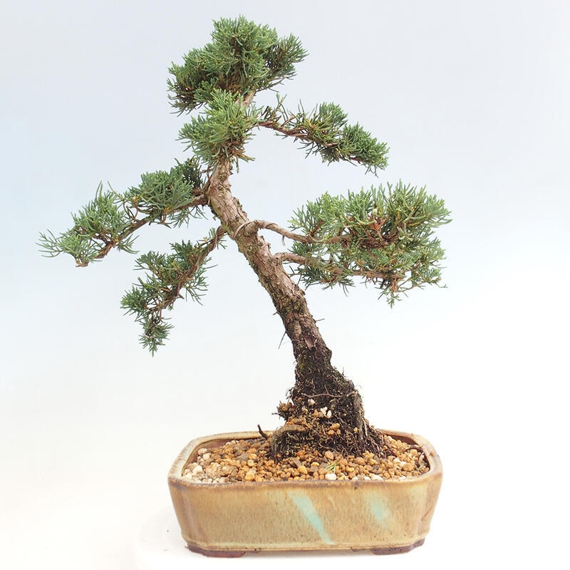 Outdoor bonsai - Juniperus chinensis Kishu - Chinese juniper