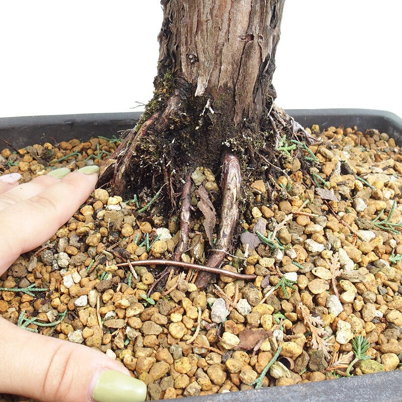 Outdoor bonsai - Juniperus chinensis Kishu - Chinese juniper