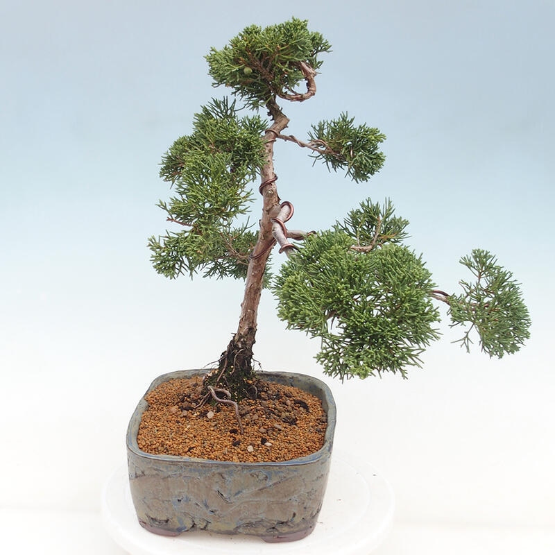 Outdoor bonsai - Juniperus chinensis Kishu - Chinese juniper