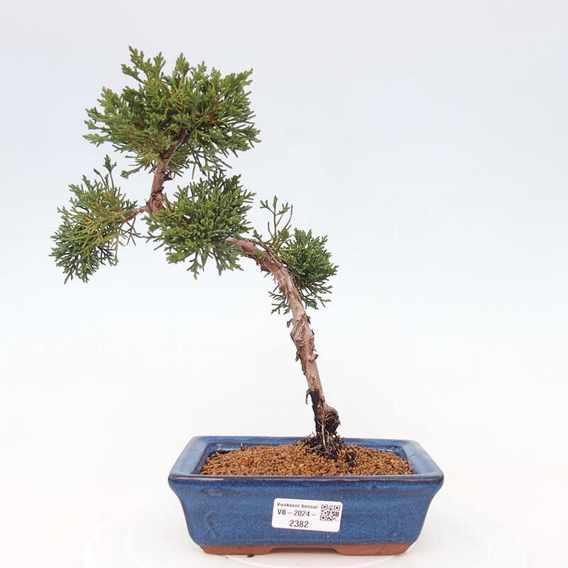 Outdoor bonsai - Juniperus chinensis Kishu - Chinese Juniper