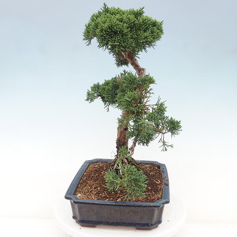 Outdoor bonsai - Juniperus chinensis Kishu - Chinese juniper