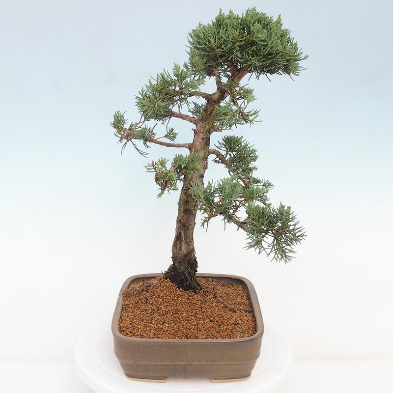 Outdoor bonsai - Juniperus chinensis Kishu - Chinese juniper