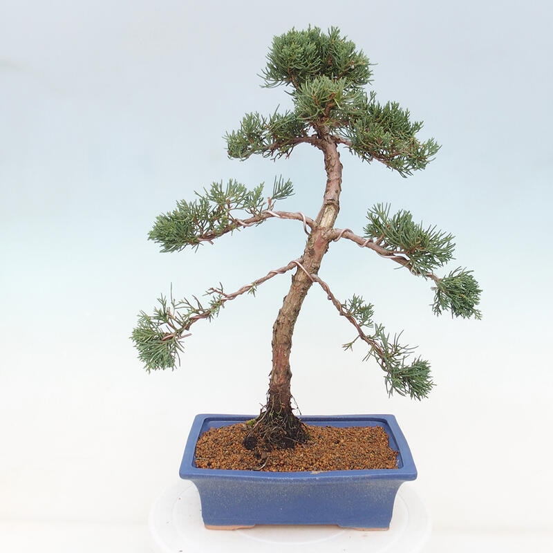 Outdoor bonsai - Juniperus chinensis Kishu - Chinese juniper