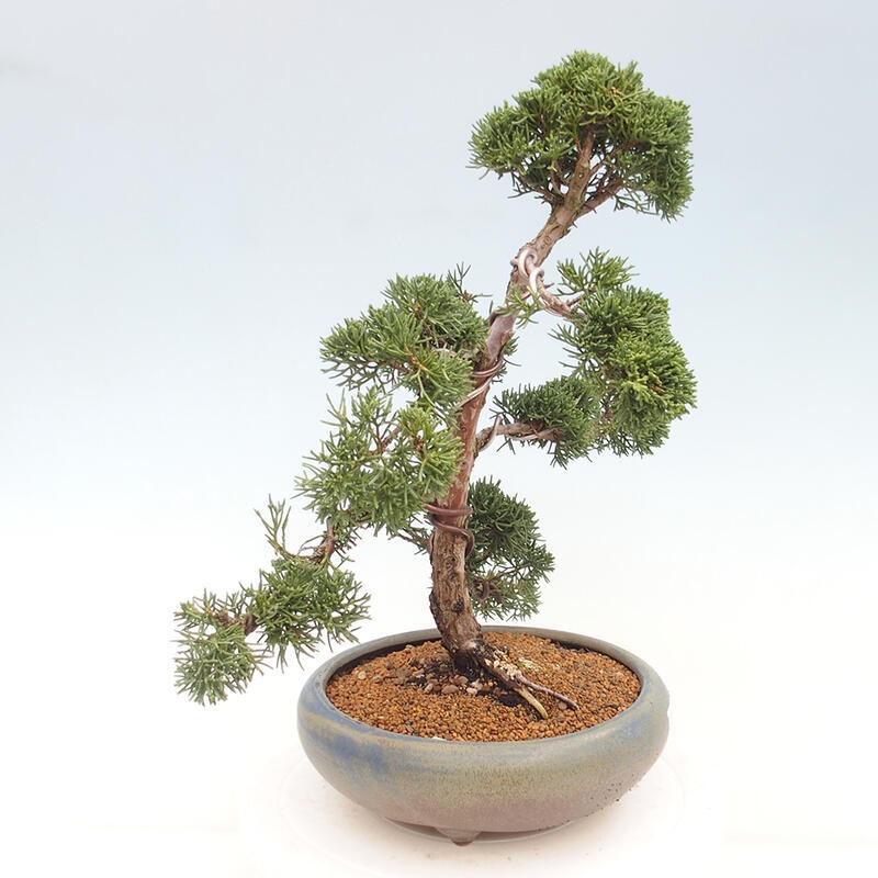 Outdoor bonsai - Juniperus chinensis Kishu - Chinese juniper