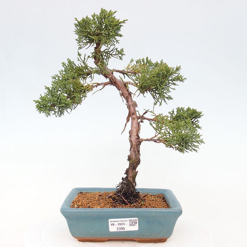 Outdoor bonsai - Juniperus chinensis Kishu - Chinese Juniper