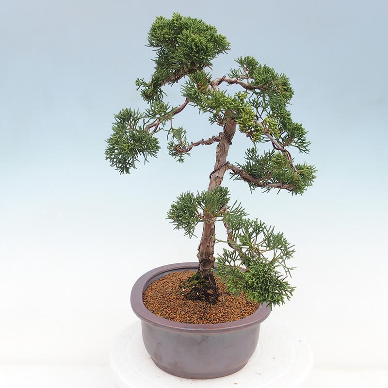 Outdoor bonsai - Juniperus chinensis Kishu - Chinese juniper