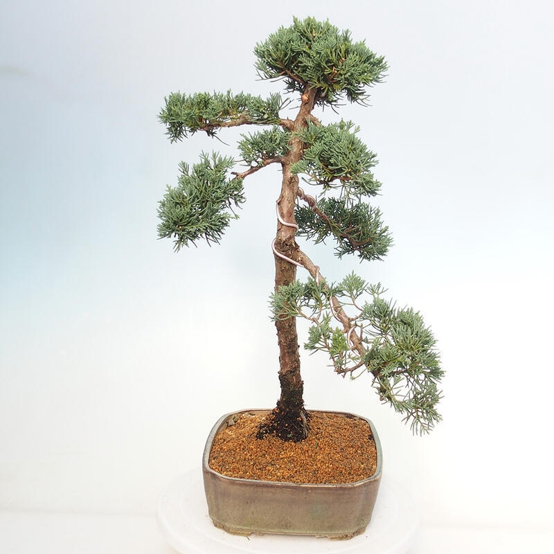 Outdoor bonsai - Juniperus chinensis Kishu - Chinese juniper