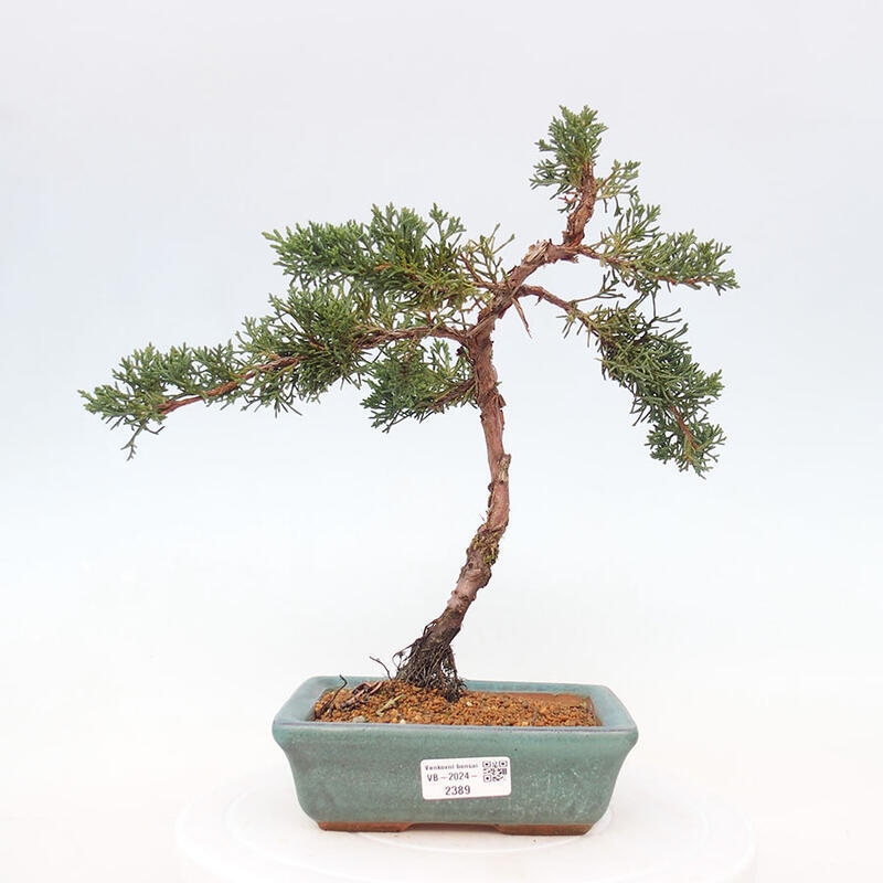 Outdoor bonsai - Juniperus chinensis Kishu - Chinese Juniper