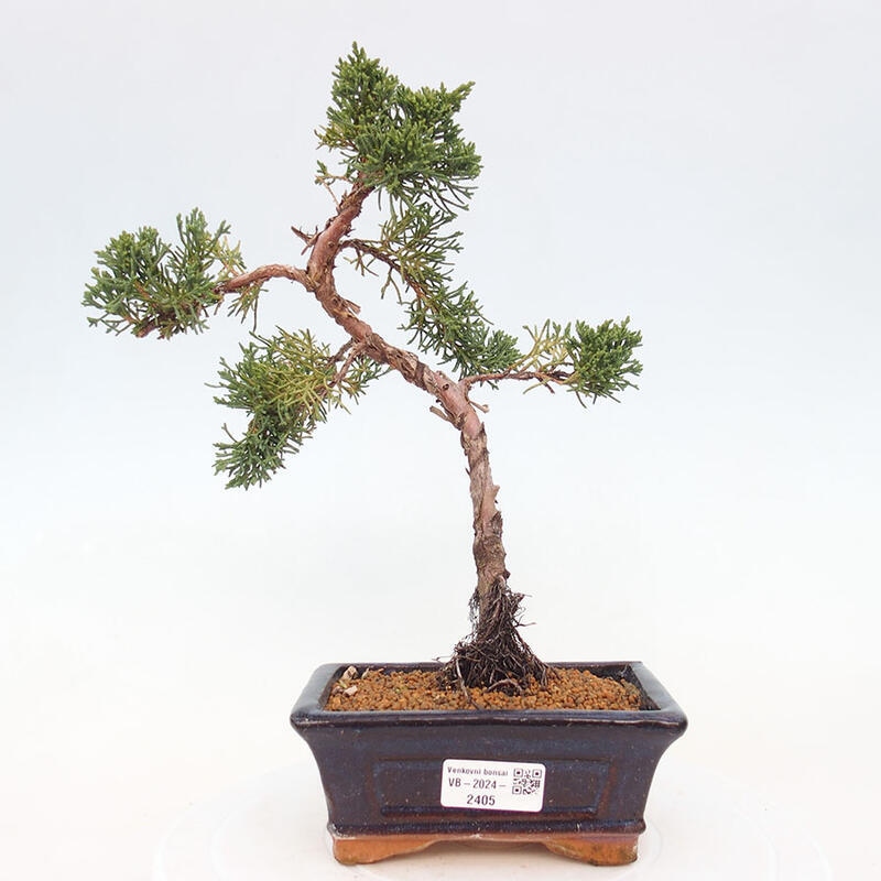 Outdoor bonsai - Juniperus chinensis Kishu - Chinese Juniper