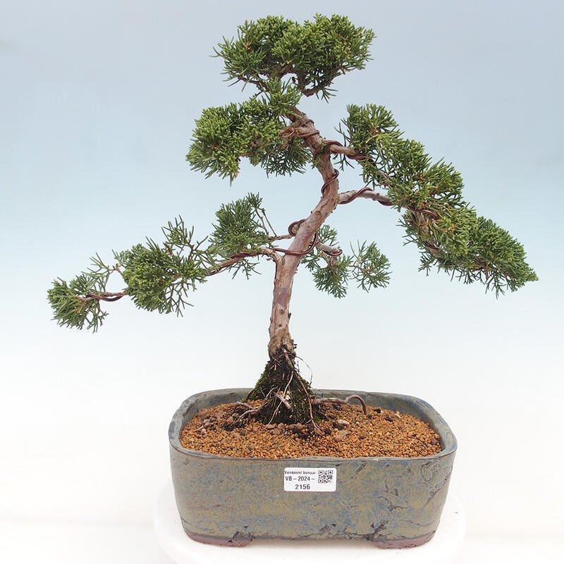 Outdoor bonsai - Juniperus chinensis Kishu - Chinese juniper