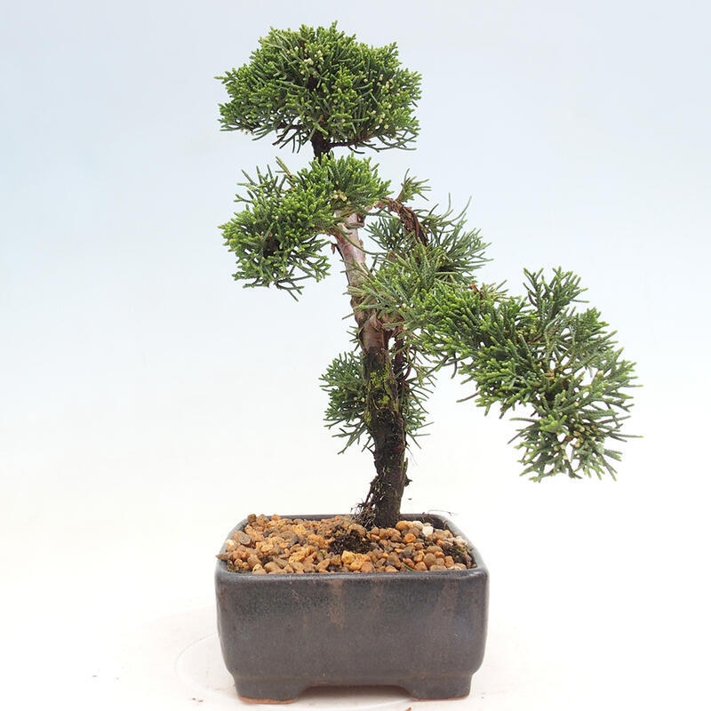 Outdoor bonsai - Juniperus chinensis Kishu - Chinese juniper