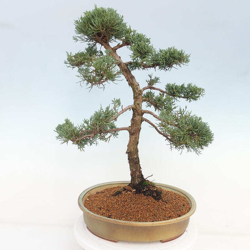 Outdoor bonsai - Juniperus chinensis Kishu - Chinese juniper