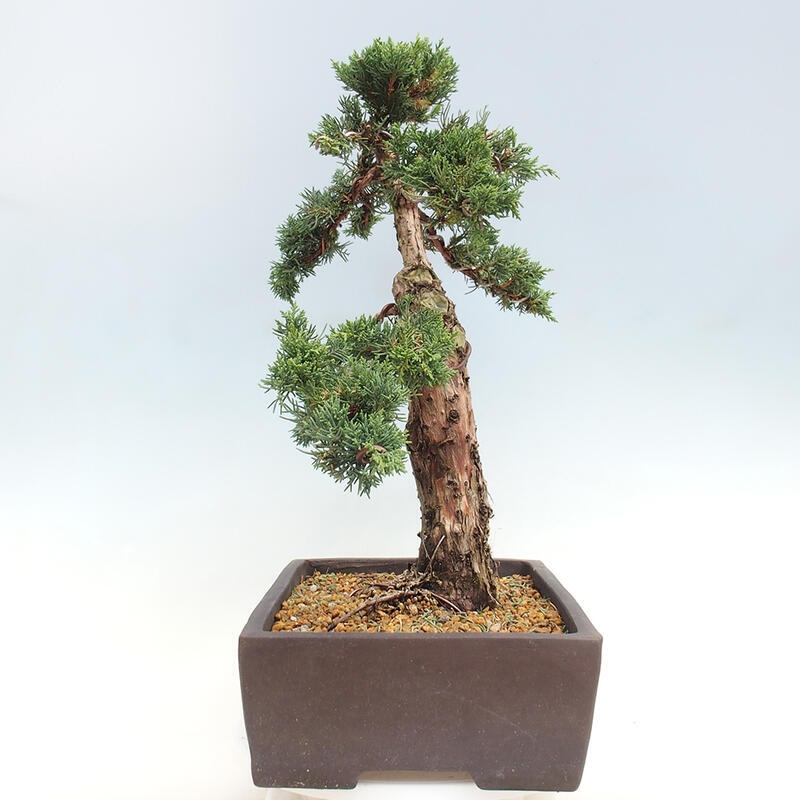 Outdoor bonsai - Juniperus chinensis Kishu - Chinese juniper