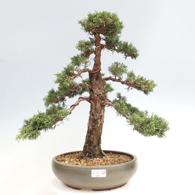 Outdoor bonsai - Juniperus chinensis Kishu - Chinese juniper