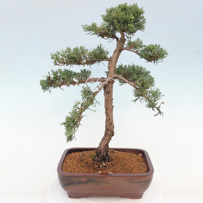 Outdoor bonsai - Juniperus chinensis Kishu - Chinese juniper