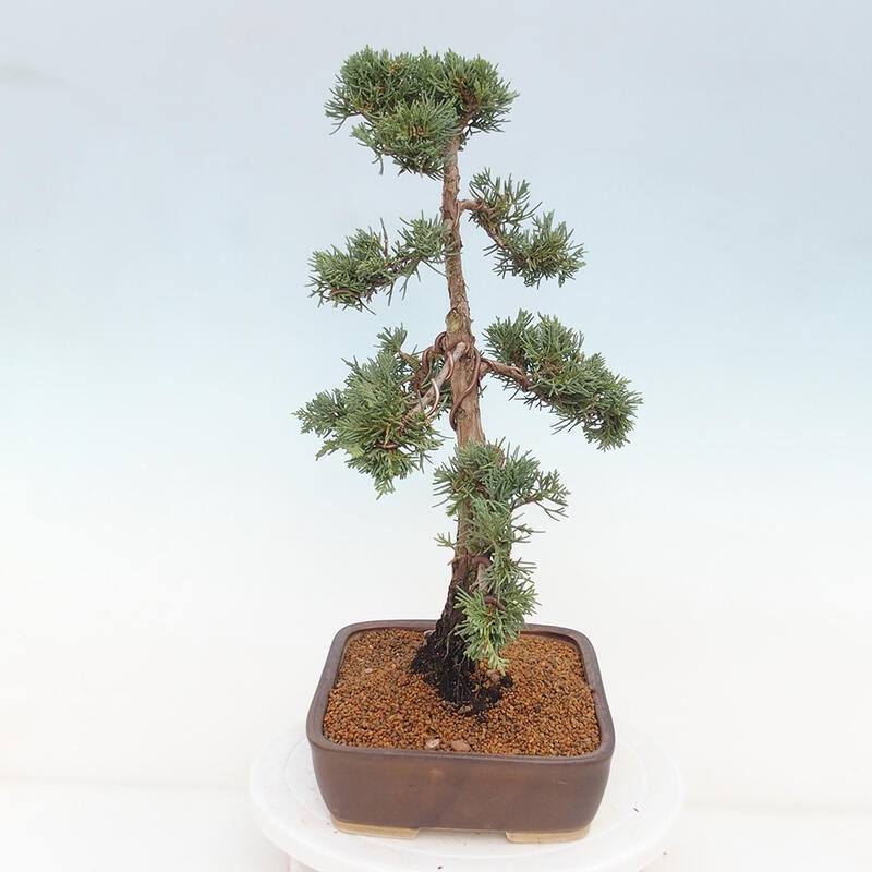 Outdoor bonsai - Juniperus chinensis Kishu - Chinese juniper