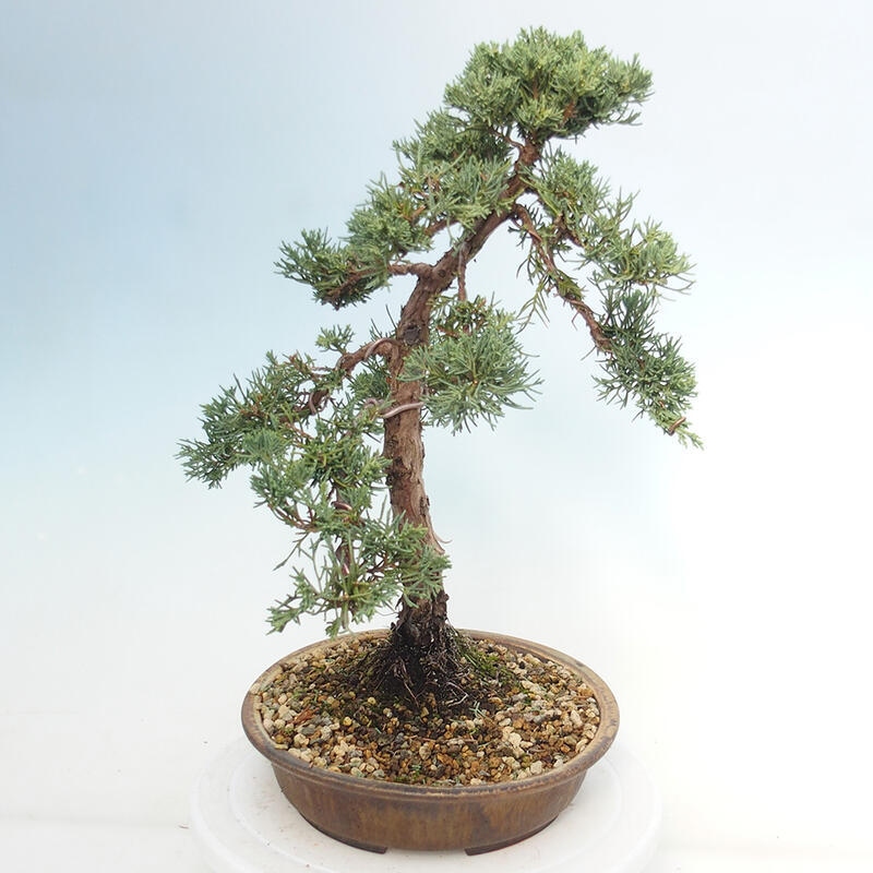 Outdoor bonsai - Juniperus chinensis Kishu - Chinese juniper