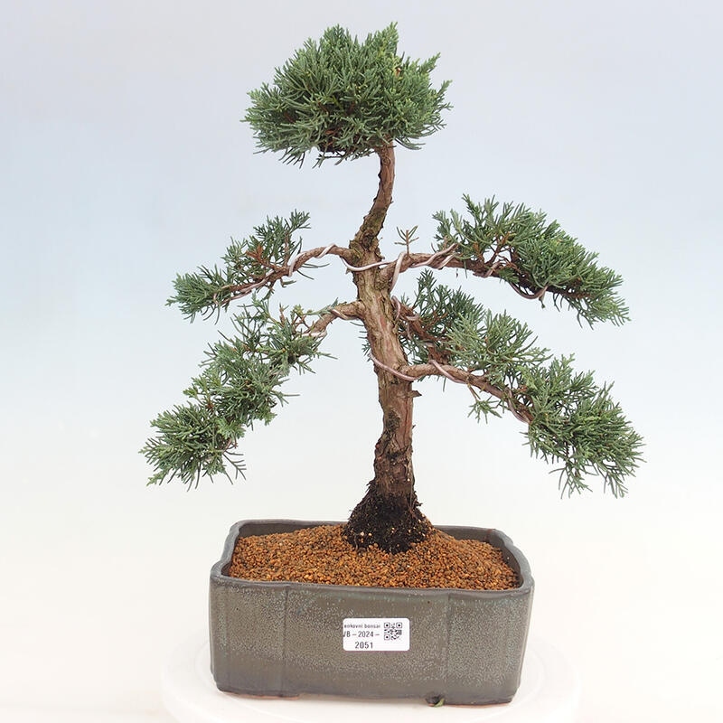 Outdoor bonsai - Juniperus chinensis Kishu - Chinese juniper