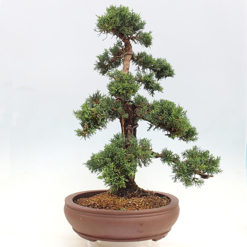 Outdoor bonsai - Juniperus chinensis Kishu - Chinese juniper