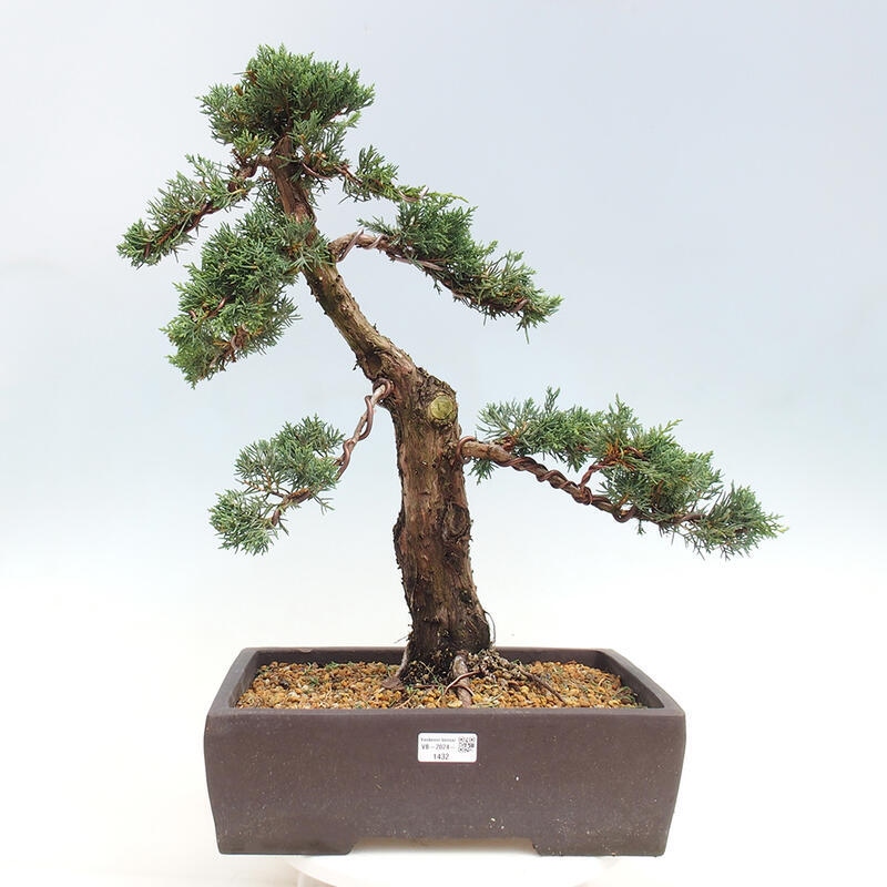 Outdoor bonsai - Juniperus chinensis Kishu - Chinese juniper