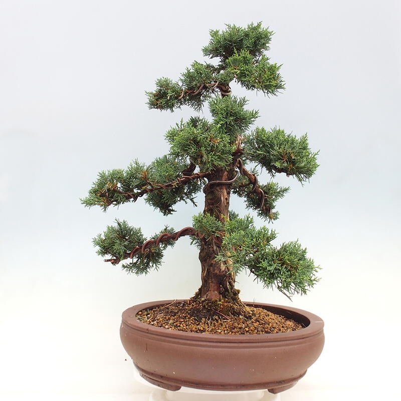 Outdoor bonsai - Juniperus chinensis Kishu - Chinese juniper