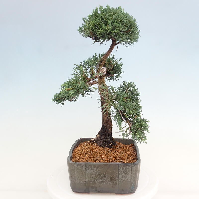 Outdoor bonsai - Juniperus chinensis Kishu - Chinese juniper